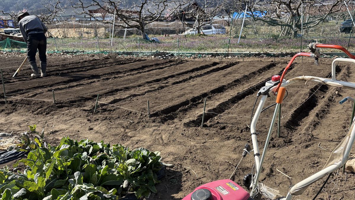 じゃがいも植え付け