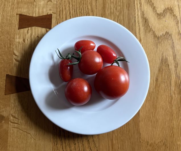 トマト収穫