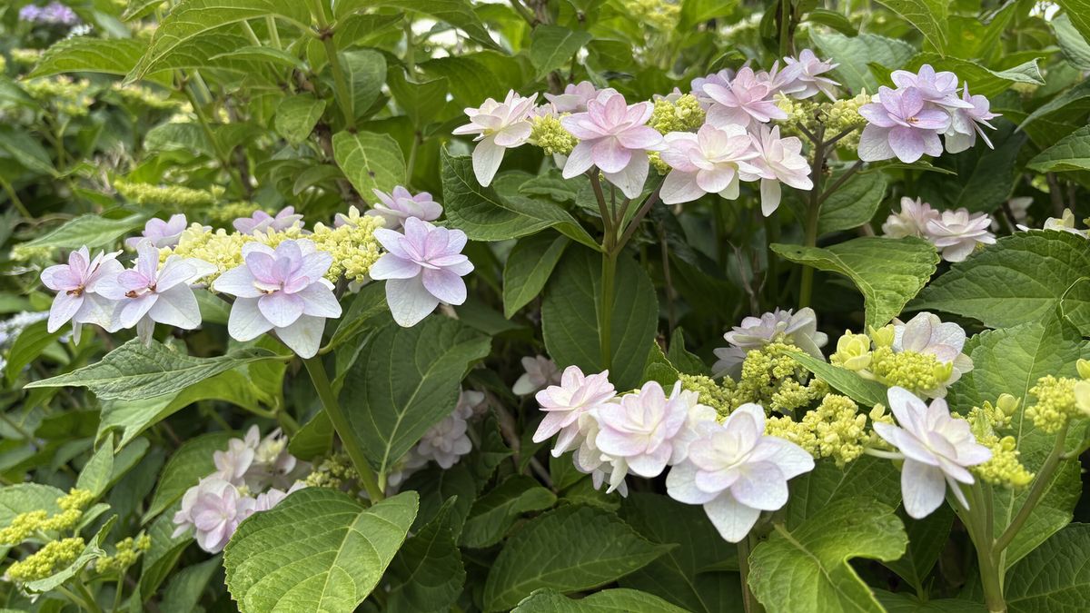 草花の庭に ダンスパーティー