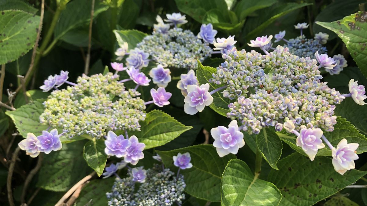 墨田の花火