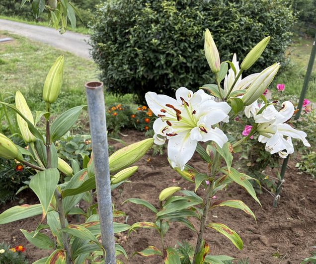 八重咲カサブランカ